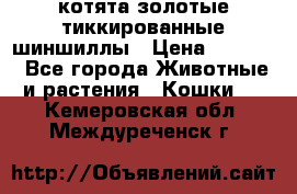 котята золотые тиккированные шиншиллы › Цена ­ 8 000 - Все города Животные и растения » Кошки   . Кемеровская обл.,Междуреченск г.